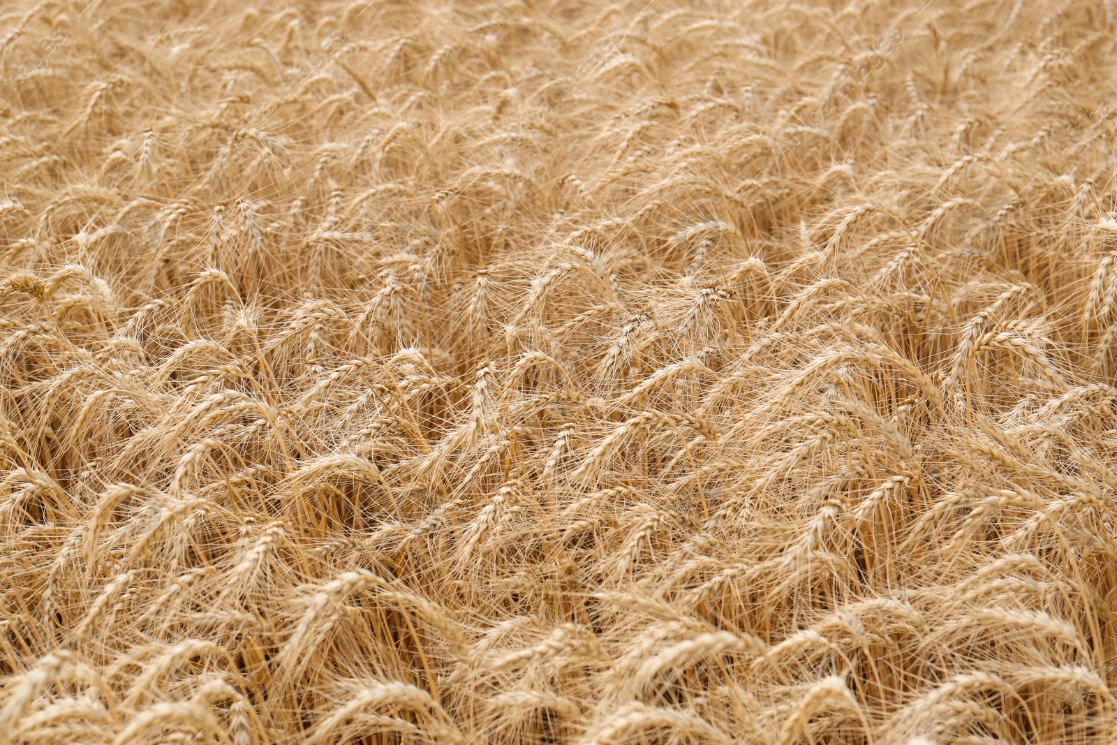 Photo of Beautiful view of agricultural field with ripe wheat spikes