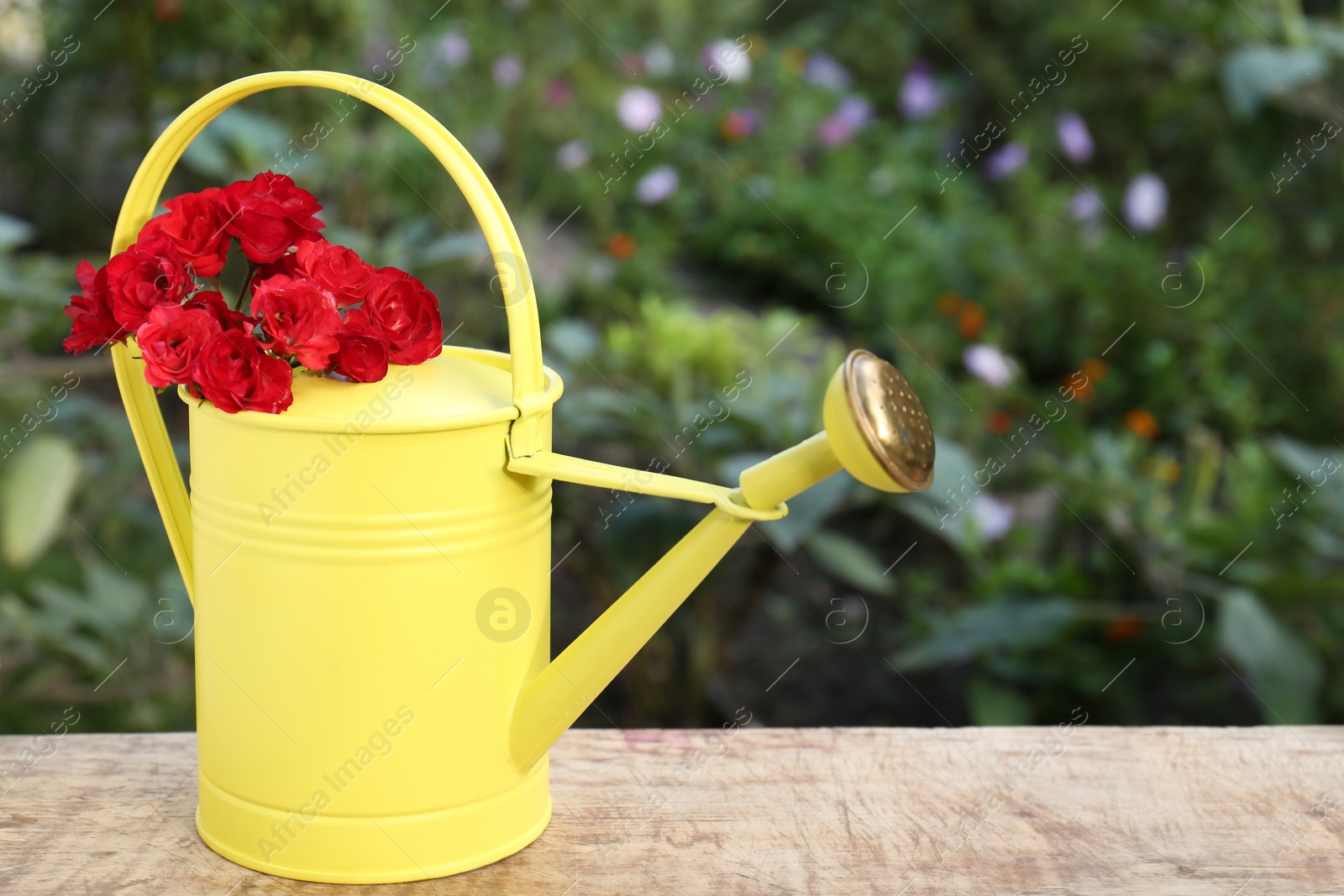 Photo of Beautiful roses in watering can on wooden table outdoors, space for text