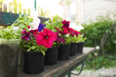 Beautiful petunia flowers in plant pots outdoors, space for text