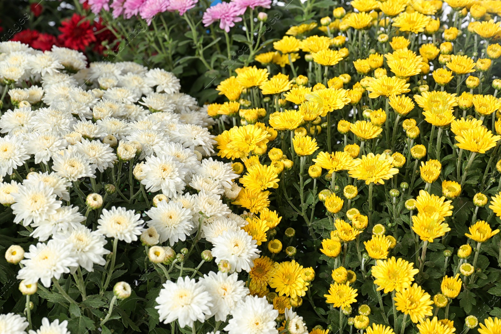 Photo of Beautiful colorful chrysanthemum flowers with leaves as background