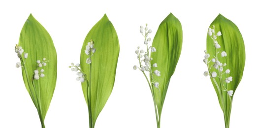 Image of Set of beautiful lily of the valley flowers with green leaves on white background