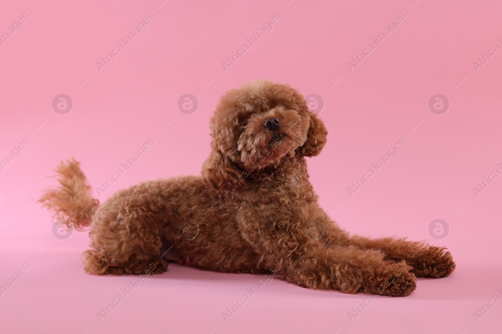 Photo of Cute Maltipoo dog on pink background. Lovely pet