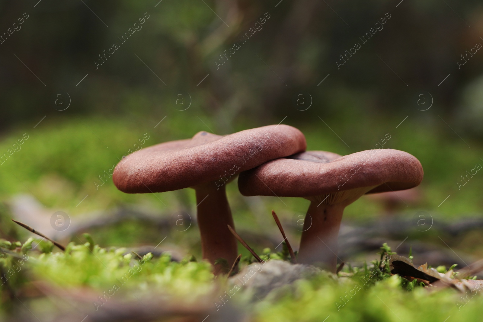 Photo of Beautiful lactarius mushrooms growing in forest on autumn day, closeup