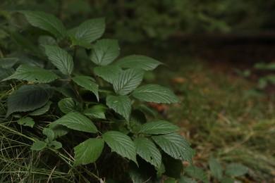 Photo of Beautiful wild plant with green leaves growing outdoors, closeup. Space for text