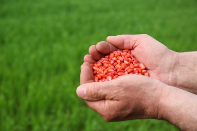 Farmer holding pile of corn seeds outdoors, closeup