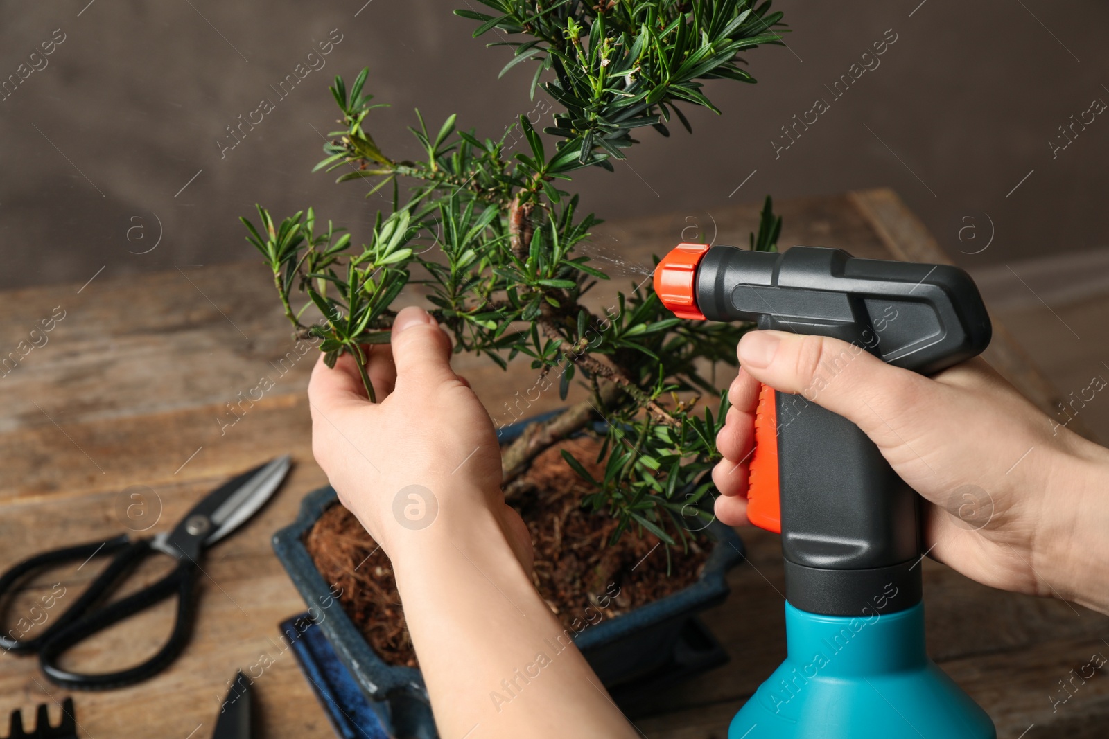 Photo of Woman spraying water on Japanese bonsai plant, closeup. Creating zen atmosphere at home