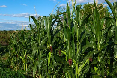 Beautiful view of corn growing in field