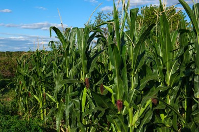 Photo of Beautiful view of corn growing in field