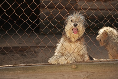 Photo of Cage with homeless dogs in animal shelter, space for text. Concept of volunteering