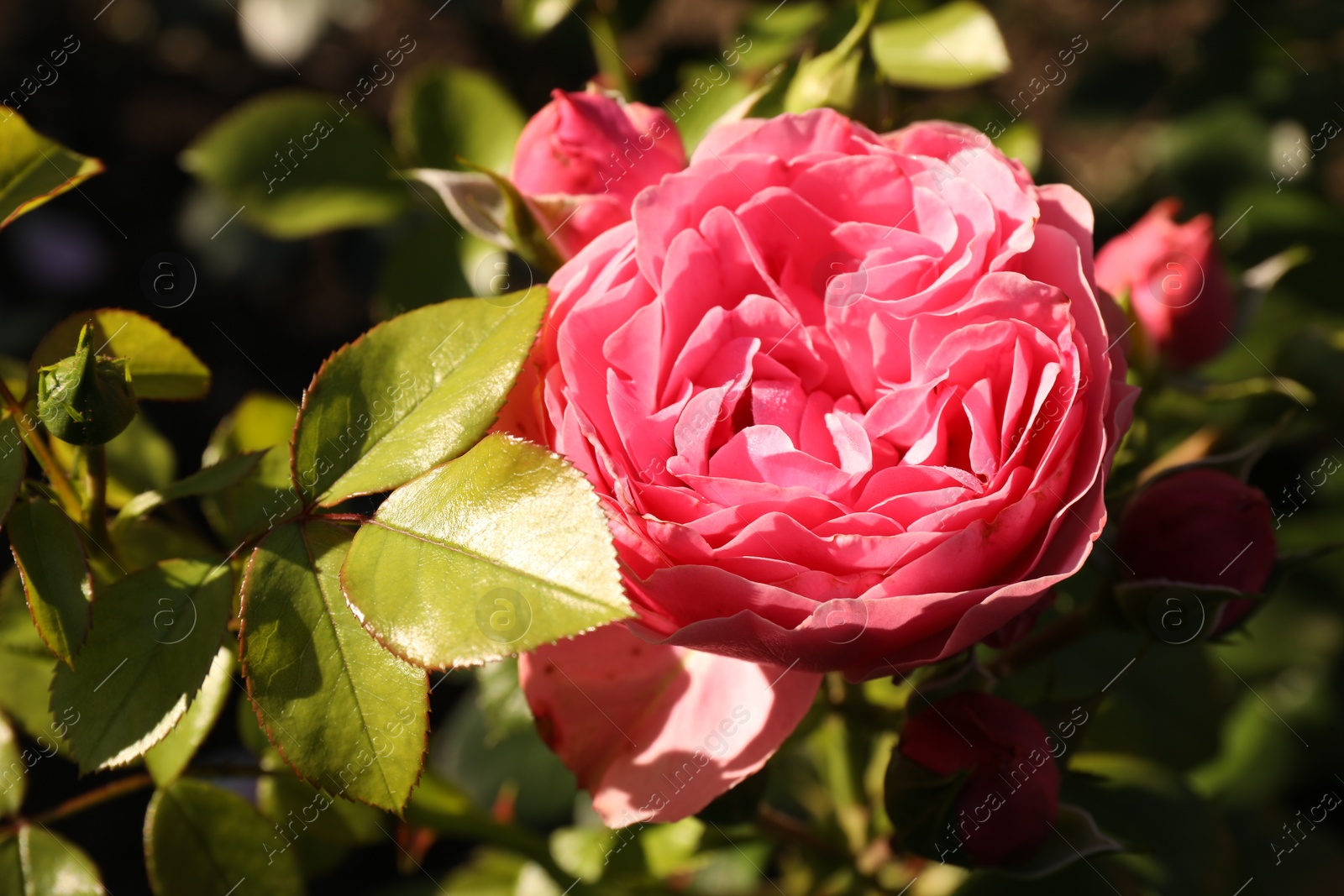 Photo of Beautiful rose blooming on sunny day outdoors, closeup