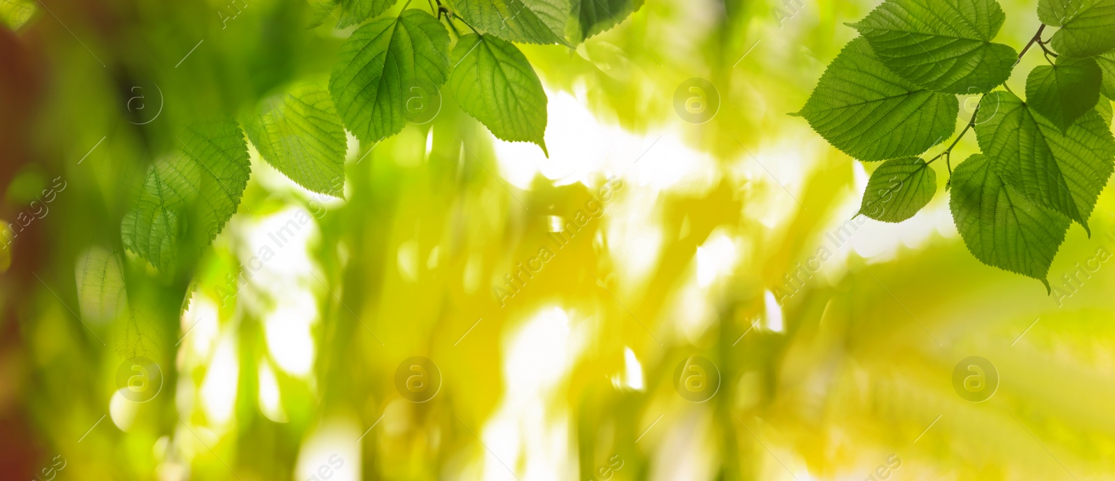 Image of Tree branches with green leaves on sunny day. Banner design