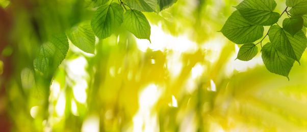 Image of Tree branches with green leaves on sunny day. Banner design