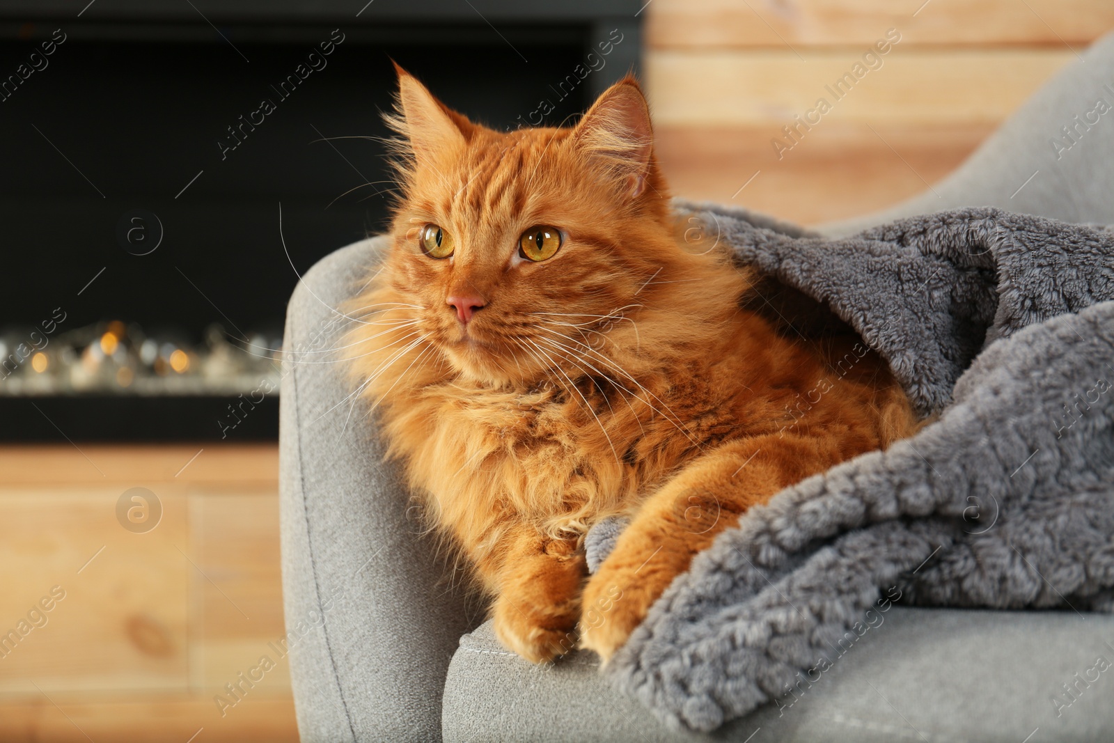 Photo of Adorable red cat under plaid on sofa at home. Cozy winter