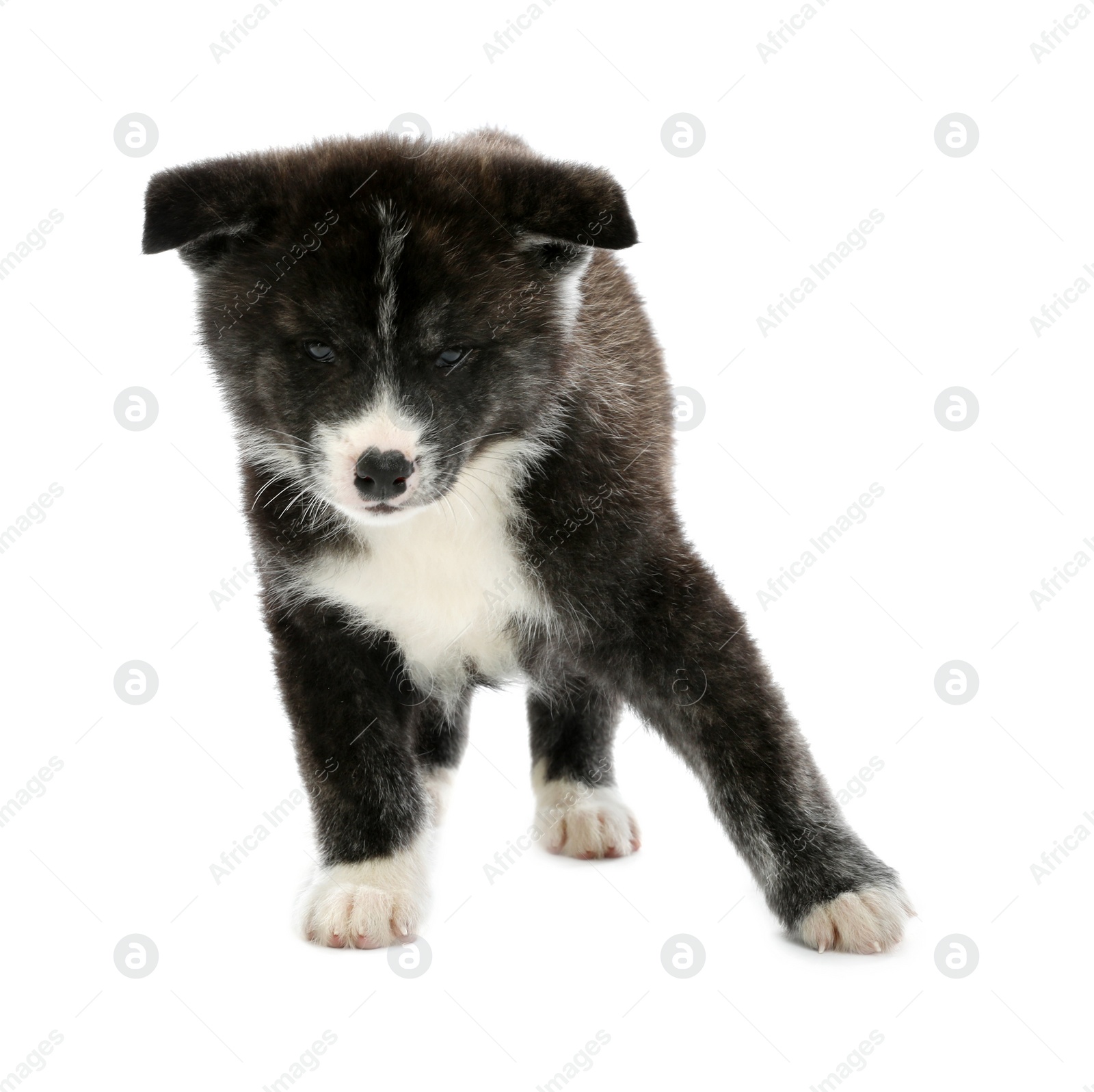 Photo of Cute Akita inu puppy on white background. Friendly dog