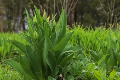 Beautiful unopened tulip buds outdoors on spring day