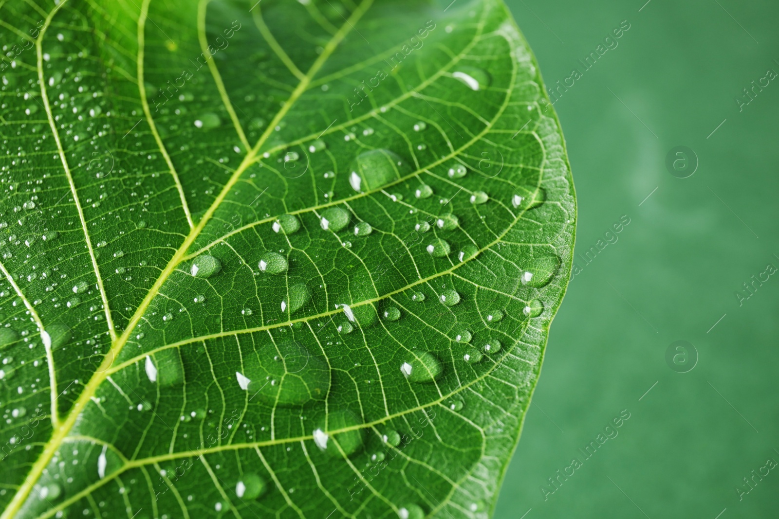 Photo of Beautiful green leaf with water drops, closeup