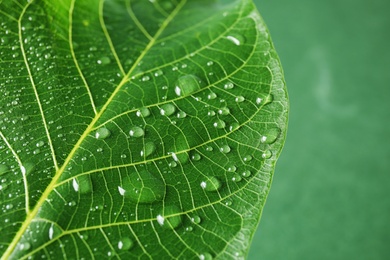 Photo of Beautiful green leaf with water drops, closeup