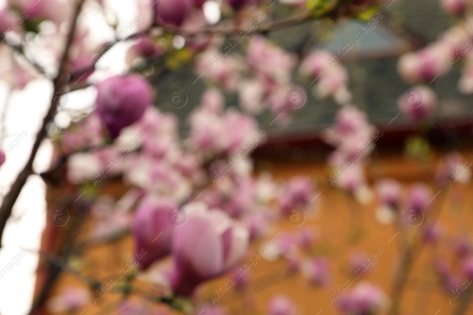 Photo of Blurred view of beautiful magnolia tree with pink blossom outdoors. Bokeh effect