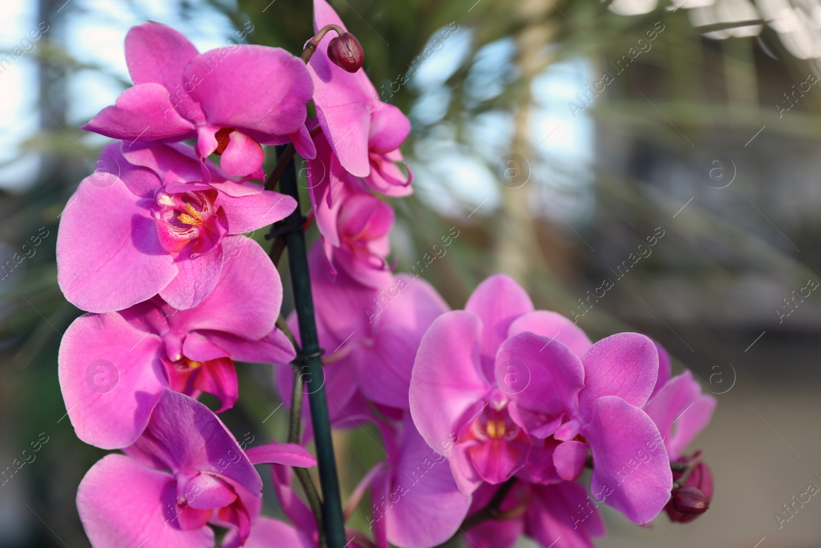 Photo of Beautiful blooming tropical orchid in store, closeup. Space for text