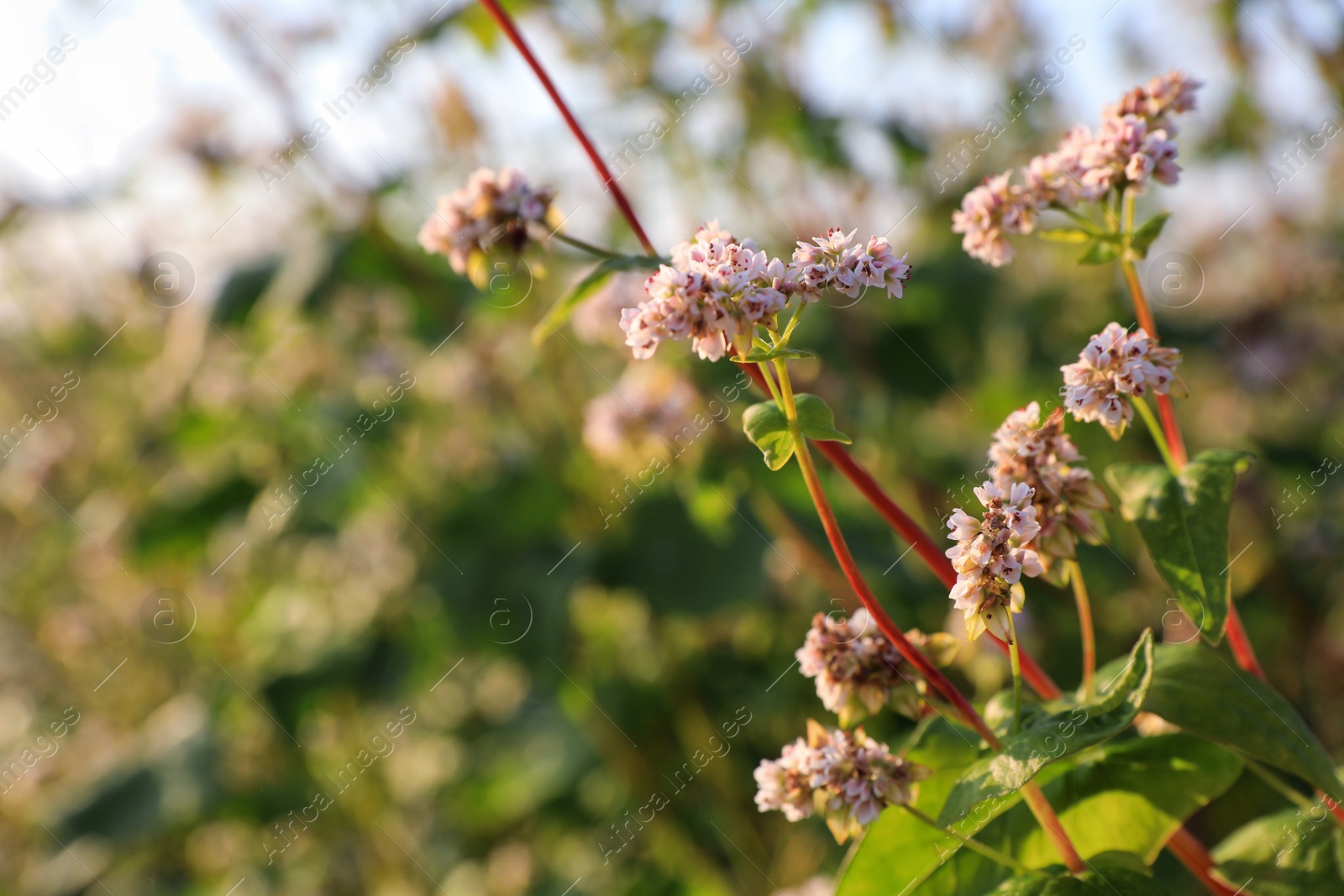 Photo of Beautiful blossoming buckwheat field on sunny day, closeup view