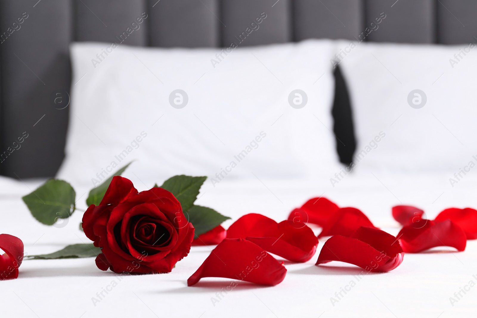 Photo of Honeymoon. Red rose and petals on bed, closeup