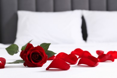 Honeymoon. Red rose and petals on bed, closeup