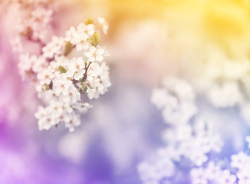 Closeup view of blossoming spring tree outdoors, color toned