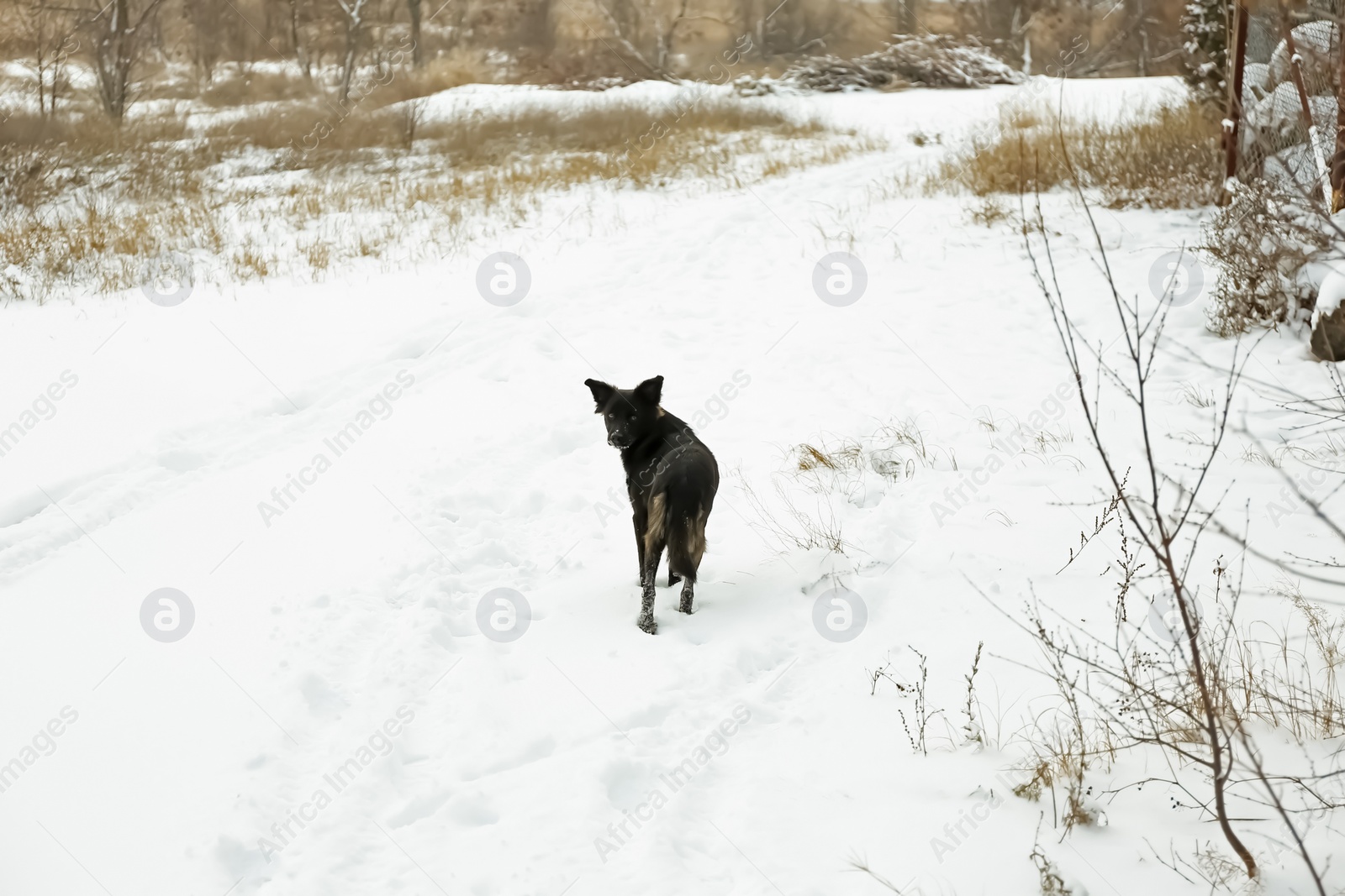 Photo of Cute dog walking outdoors on snowy winter day