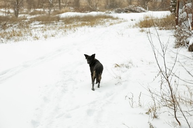 Photo of Cute dog walking outdoors on snowy winter day