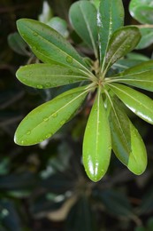 Closeup view of green leaves with water drops outdoors