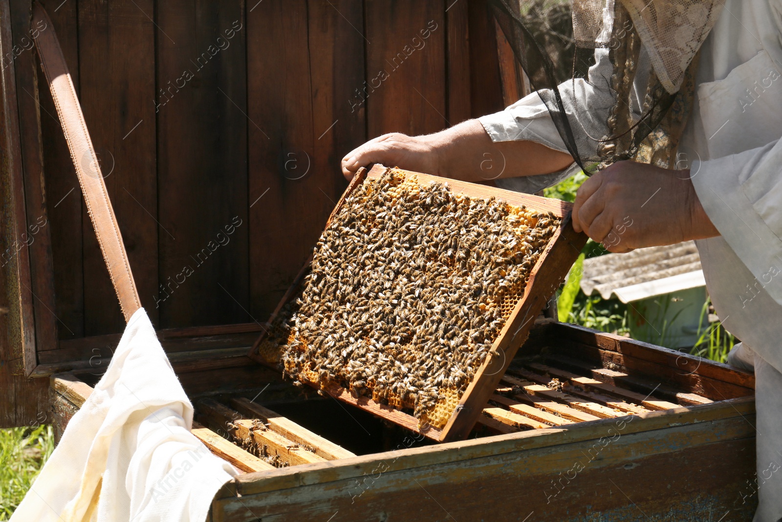 Photo of Beekeeper in uniform with comb frame at apiary, closeup