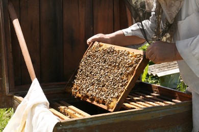 Beekeeper in uniform with comb frame at apiary, closeup