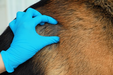 Veterinarian checking dog's skin for ticks, closeup