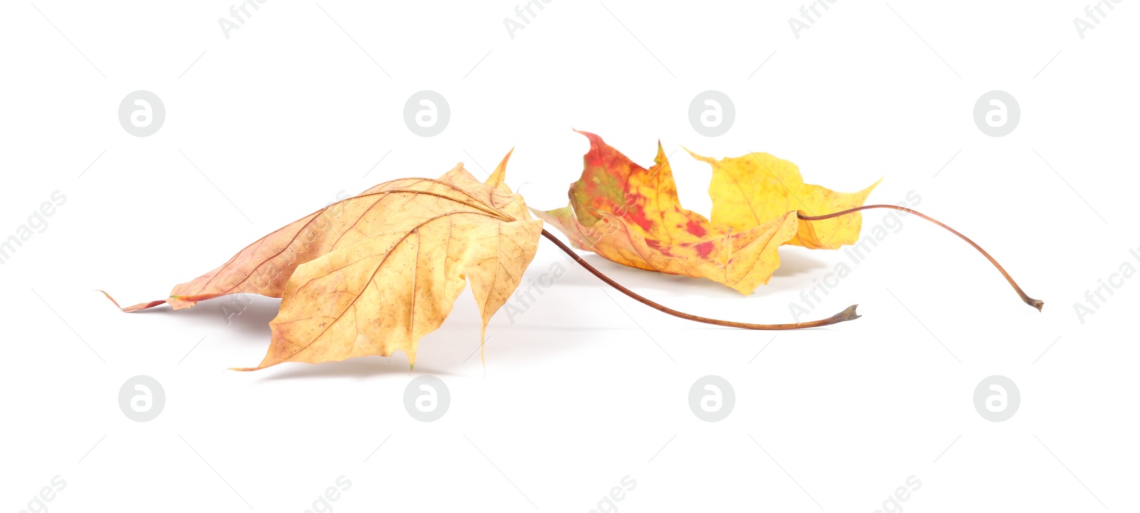 Photo of Autumn season. Beautiful maple leaves isolated on white