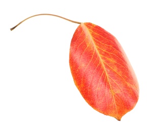 Photo of Beautiful autumn leaf on white background. Fall foliage