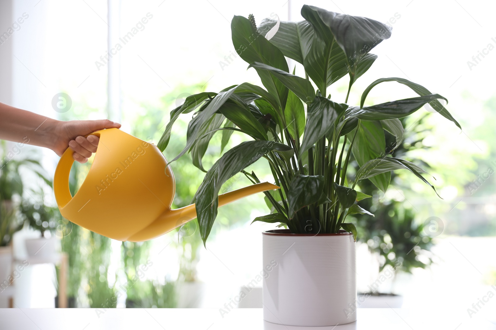 Photo of Woman watering Spathiphyllum plant at home, closeup