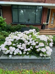 Beautiful blooming hydrangea bushes near brick house