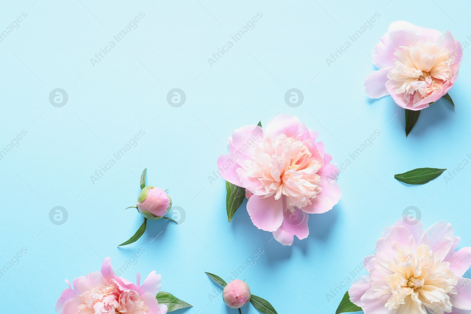 Photo of Beautiful fragrant peony flowers on color background