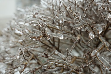 Photo of Tree branches in ice glaze outdoors on winter day, closeup