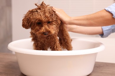 Photo of Woman washing cute Maltipoo dog in basin indoors. Lovely pet