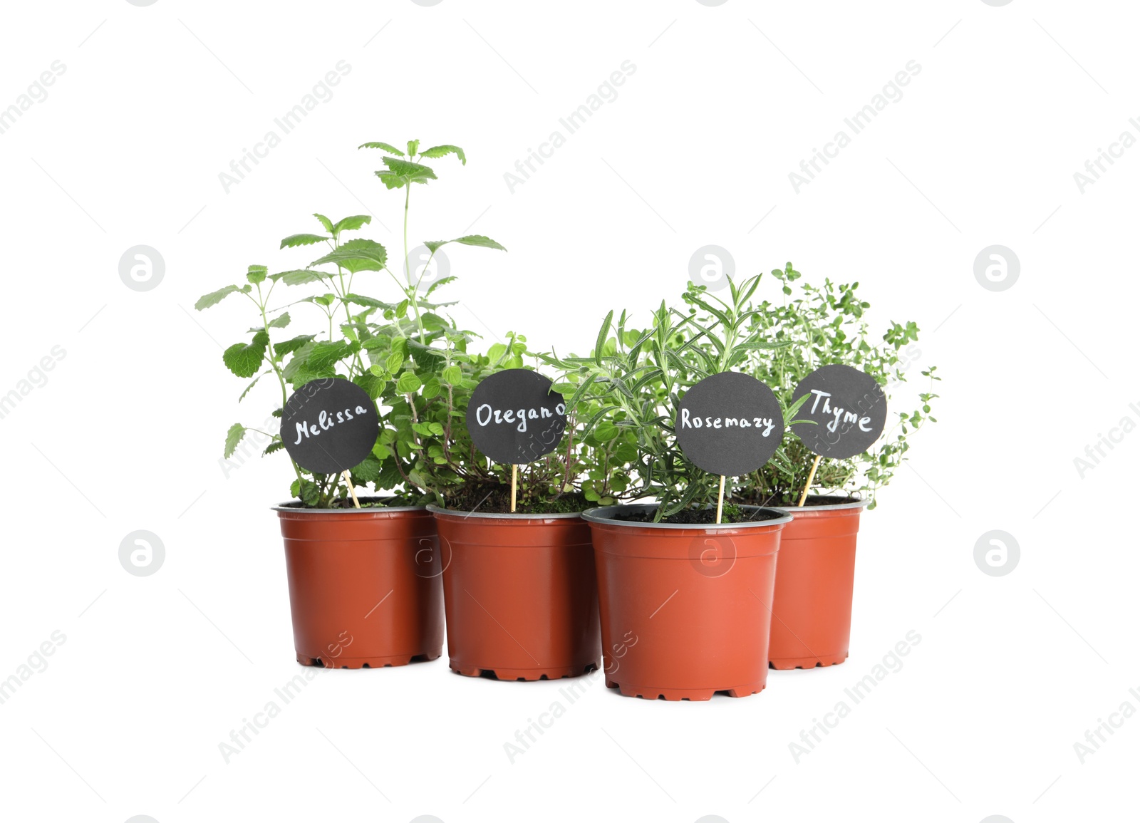 Photo of Different aromatic potted herbs isolated on white