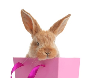 Adorable furry Easter bunny in gift paper bag on white background