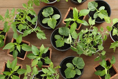 Different seedlings growing in plastic containers with soil on wooden table, flat lay