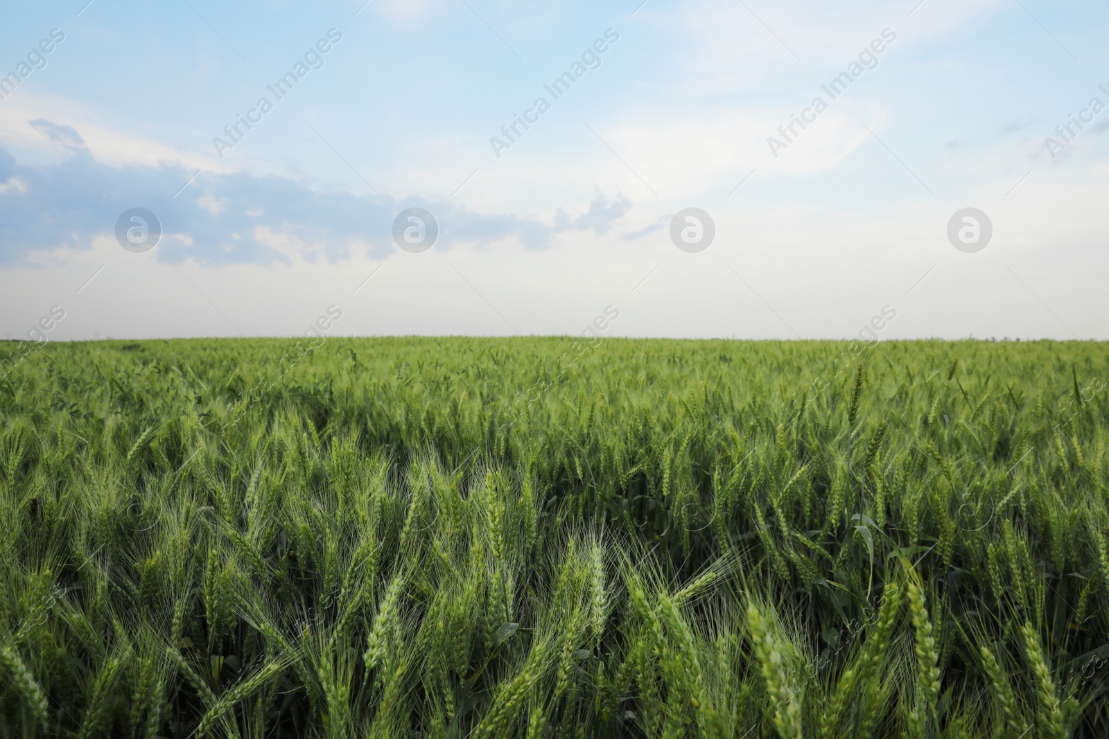 Photo of Beautiful view of field with ripening wheat