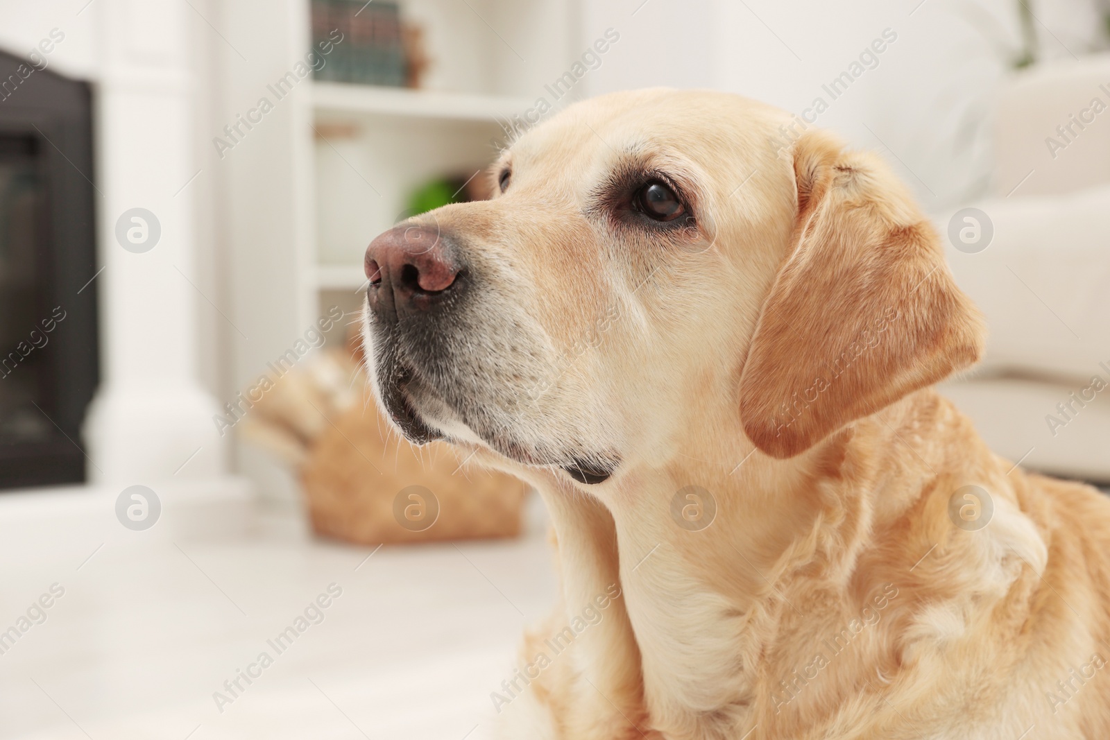 Photo of Cute Golden Labrador Retriever at home, closeup view