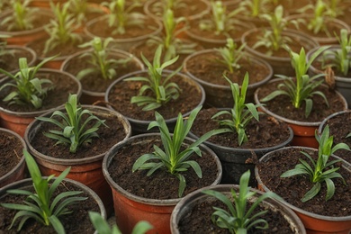 Photo of Many fresh green seedlings growing in pots with soil, closeup