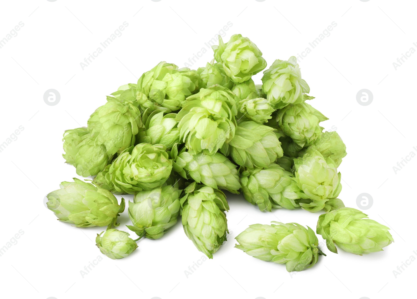 Photo of Fresh ripe green hops on white background