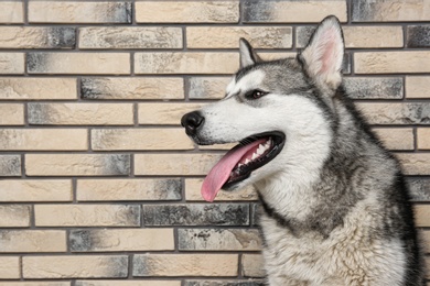 Photo of Cute Alaskan Malamute dog on brick wall background