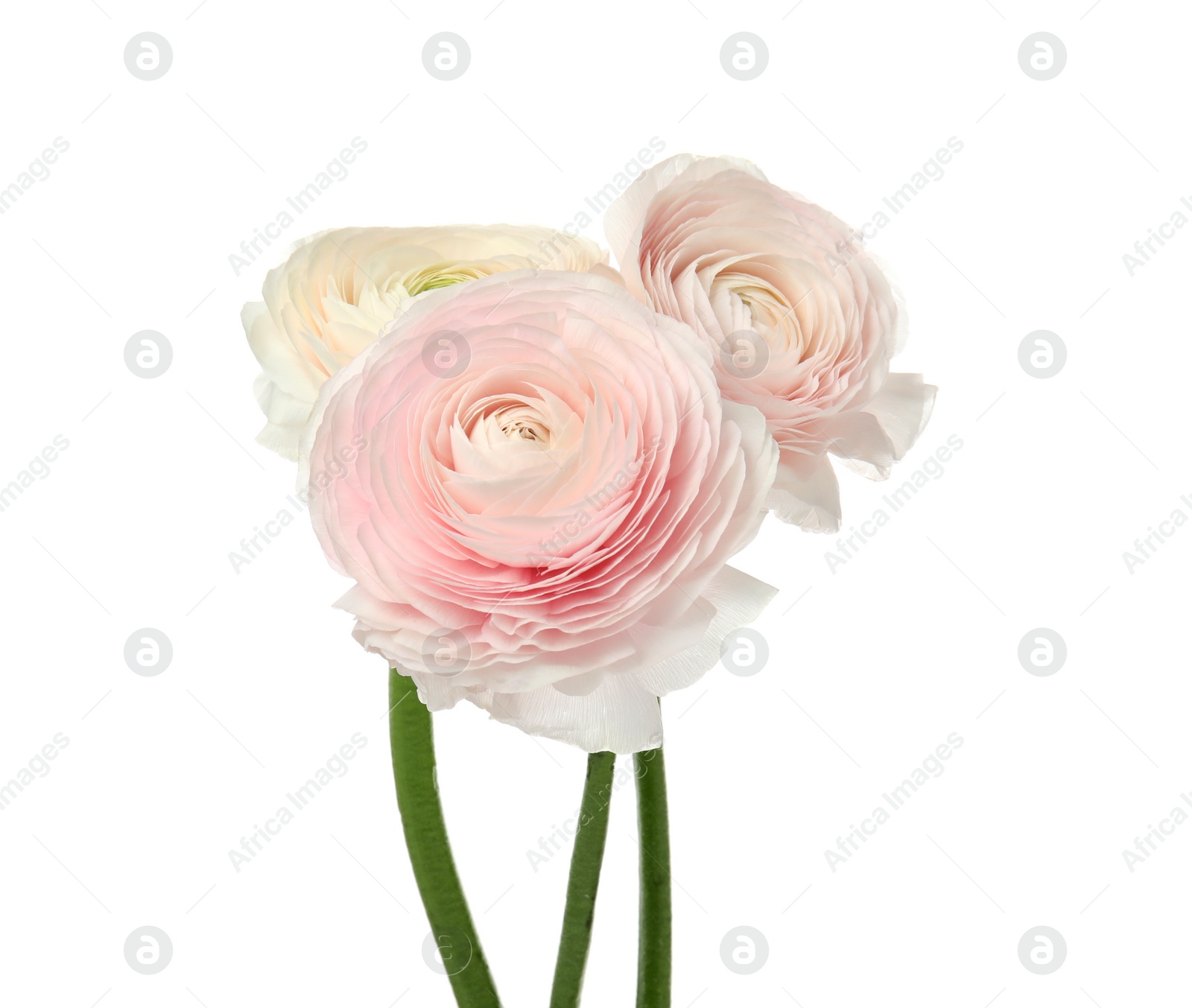 Photo of Beautiful spring ranunculus flowers isolated on white