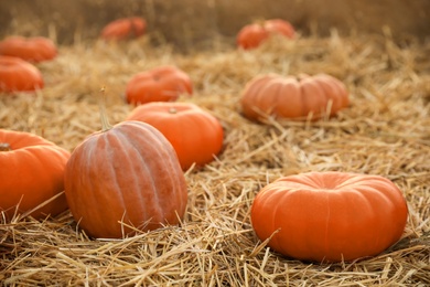 Photo of Ripe orange pumpkins among straw in field